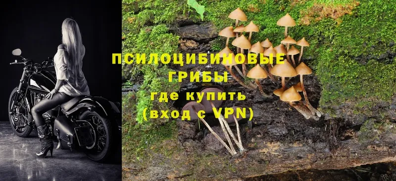 Галлюциногенные грибы Psilocybine cubensis  Николаевск 